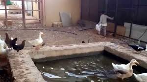 بط و حمام و دجاج و ارانب و طيور اخري Youtube