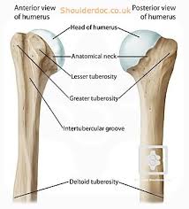 These bones have some interesting landmarks, including various bumps and projections. Bones Joints Of The Shoulder Shoulderdoc