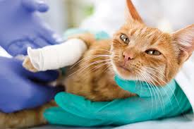 Five county spay neuter clinic. Emergency Coats Veterinary Hospital