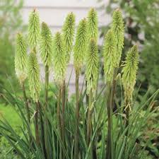 Pin Auf Pflanzung 2020