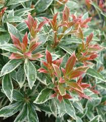 Image result for Pieris japonský little heath obrázek