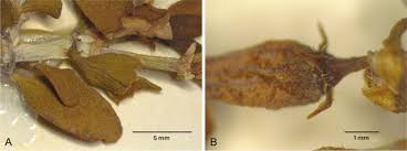 Image result for Pyrostria phyllanthoidea