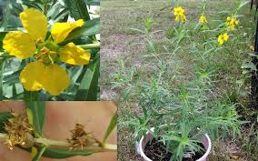 Image result for Heimia salicifolia