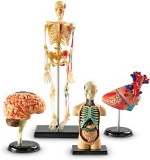 Discover human body is the comprehensive male and female 3d interactive anatomy models which include an extensive library of encyclopedic reference and study content on human anatomy. Amazon Com Learning Resources Anatomy Models Bundle Set Brain Body Heart Skeleton Classroom Demonstration Tools Teacher Accessories Grades 8 Ages 3 Toys Games