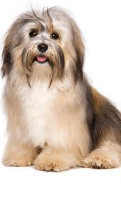 Many people have come to us with severe. Havanese Training Tips Care Other Information Trainpetdog