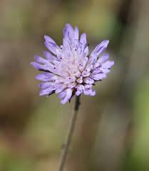 Image result for Dipsacaceae