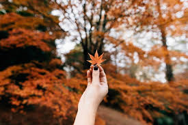 The texas parks & wildlife department (tpwd) is a texas state agency that oversees and protects wildlife and their habitats. Fall Foliage Begins To Arrive At Lost Maples State Natural Area