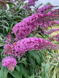 Image result for Rogiera amoena