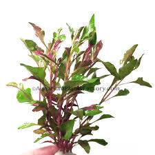 1600 x 1066 jpeg 230 кб. Alternanthera Bettzickiana Red Apf Free Shipping Live Aquatic Plants Aquarium Plants Factory