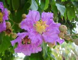 A Purple Beauty Lagerstroemia Speciosa Queen Crape Myrtle Flower Prints Art Flower Prints Bloom