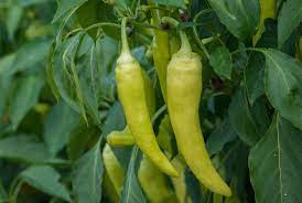 Our kitchen utensils & gadgets category offers a great selection of pepper mills and more. Gold Rush Banana Pepper Premium Garden Seeds Hoss Tools