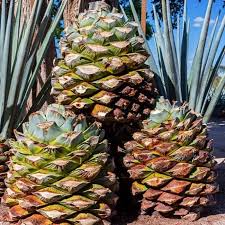 Image result for Agave