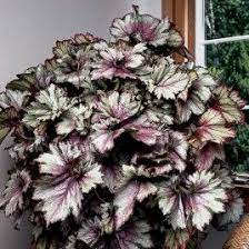 Rex Begonia Plants Begonia Flower Pots Plants
