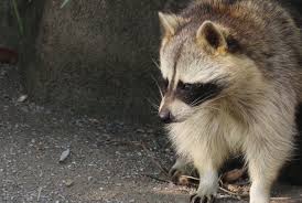 Raccoons Are A Rabies Vector Species And One Bite Could Transmit Rabies In 2020 Cute Raccoon Wildlife Animals Wildlife
