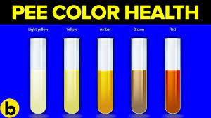 The Color Of Your Pee Can Say This About Your Health Pee Color Health Pee Chart