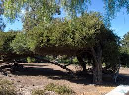 Image result for Leptospermum laevigatum