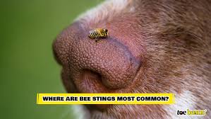 How To Treat My Dog If Presents Allergy After A Bee Sting - Quora