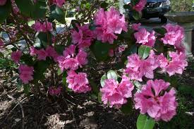 Pjm Rhododendron Plants Rhododendron Garden