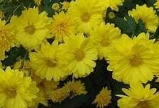Image result for Chrysanthellum