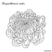 A collection of beautifully curated chrysanthemum tattoo designs just for you. Chrysanthemum Vector On White Background Chrysanthemum Flower By Hand Drawing Floral Tattoo Highly Detailed In Line Art Style Stock Vector Adobe Stock