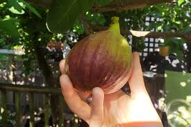 Kbf nursery and farm market has been a family owned and operated business since 1980. Vancouver Fruit Tree Project