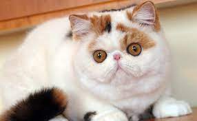Pisici de rasa, pisici persane, nume de pisici, pisici aristrocrate, vorbitoare, amuzante, albastru de rusia, razboinice, british shorthair siameze, ragdoll, birmaneze, maine coon, fara par sau cu pisici mici pufoase. Rase De Pisici InformaÈ›ii È™i Specii Noi Pisici De RasÄƒ AdopÈ›ie