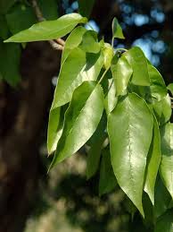 Image result for Maclura