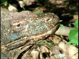Le Varan De Komodo Le Dragon De Komodo Dragon De Komodo Komodo Y Dragones