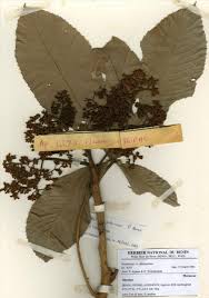 Image result for Myrianthus arboreus