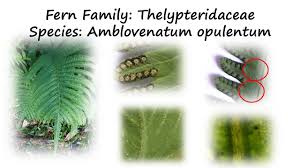 Image result for Amblovenatum