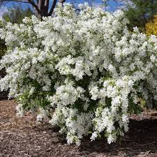 Image result for Exochorda