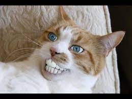 funny cats videos compilations 2016 best funny cats videos for your kids animals funny cats funny cat pictures funny cat compilation