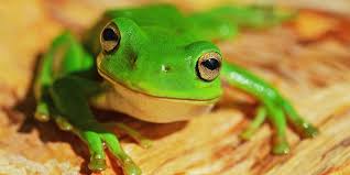 Frogs As Pets 101 Uk Pets The golden poison dart frog (phyllobates terribilis) might be small, but it packs a mean punch. frogs as pets 101 uk pets