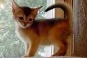 Abyssinian Breeders - breedlist