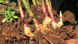Entdecke rezepte, einrichtungsideen, stilinterpretationen und andere ideen zum ausprobieren. Cara Menanam Budidaya Jahe Merah Di Lahan Terbuka Atau Kebun Bagi Pemula Faunadanflora Com