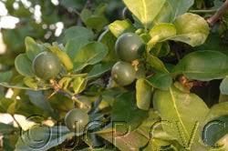 Image result for Citropsis