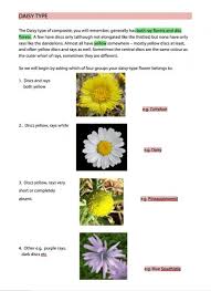 Maybe you would like to learn more about one of these? Start To Identify Composite Flowers Daisy Dandelion Thistle Nhbs Field Guides Natural History