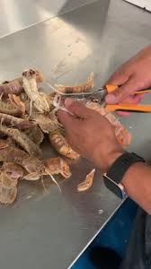 We did not find results for: How To Eat A Mantis Shrimp You Sunnybank Fish Market