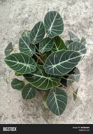 Алоказия black velvet (блэк вельвет) детка. Alocasia Black Velvet Image Photo Free Trial Bigstock