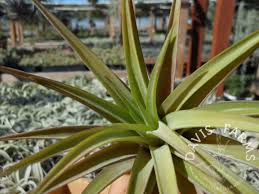 Image result for Bonamia velutina