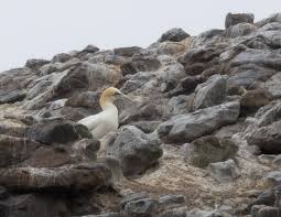 Image result for Faroa affinis