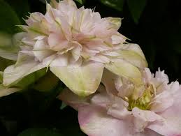 Maybe you would like to learn more about one of these? Clematis Innocent Blush Ist Ideal Fur Romantische Garten