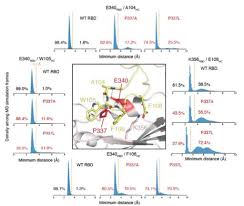 Preclinical data suggest it has the potential to both block viral entry into healthy cells and clear infected cells. Sotrovimab Publications Chodera Lab Mskcc