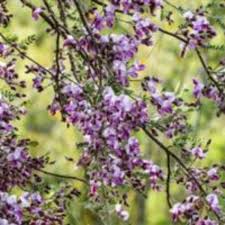 We did not find results for: Desert Ironwood Is A Super Tree For The Southwest Horticulture