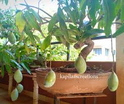 Maybe you would like to learn more about one of these? Bonsai Kapilaas How To Grow Mango Tree As A Bonsai Tree Part Two