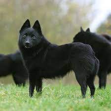 Schipperke Also Known As The Quot Little Black Fox Quot Schipperke Dog Dog Breeds Schipperke Puppies