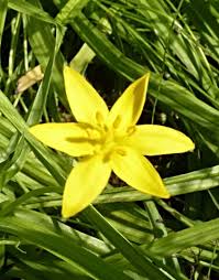 Image result for Hypoxis angustifolia