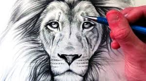 When drawing a lion you really have to make sure to get the face sketched out almost perfectly because a lions face is what sets himher apart from the other lions on the savannah. How To Draw A Lion Youtube