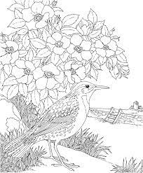 Usa facts for kids shares prairie rose facts, botanical name, photographs, state flower coloring pages. Free Printable Coloring Page North Dakota State Bird And Flower Western Flores Para Colorir Paginas Para Colorir Para Adultos Desenhos Para Colorir Adultos