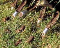 We did not find results for: Aerate And Overseed This Fall To To Have A Beautiful Lawn Next Spring